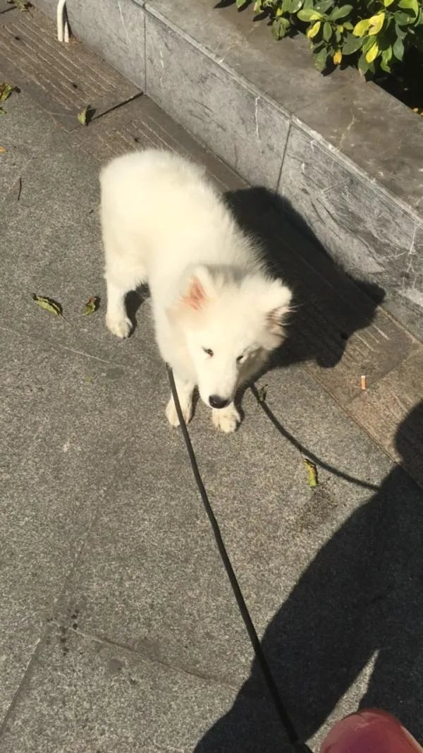 萨摩耶太蠢了