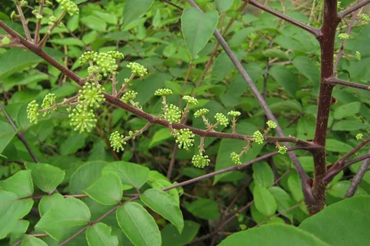 红楤木图片和药用