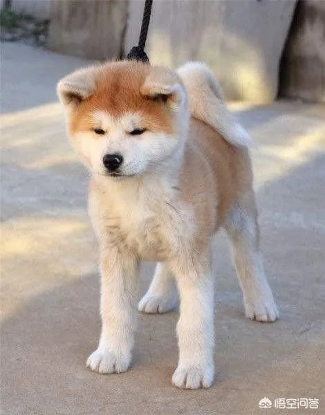 秋田犬价格为什么那么昂贵?