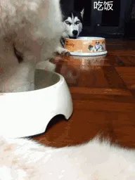 萨摩耶太蠢了
