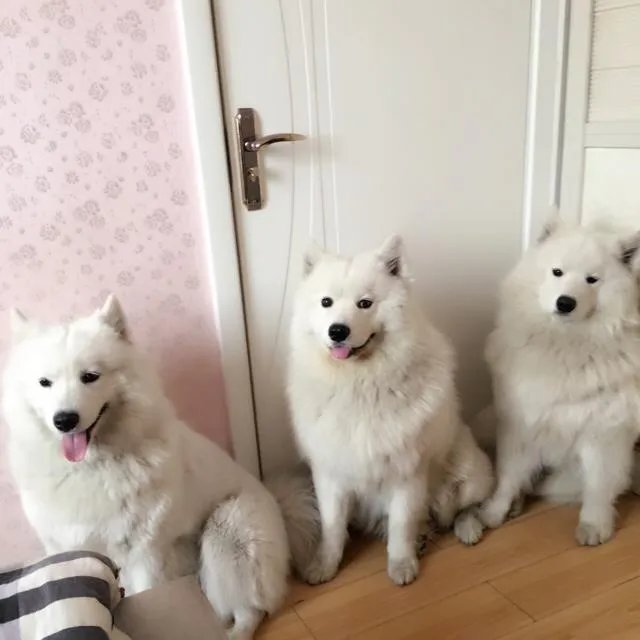 萨摩耶太蠢了