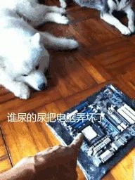 萨摩耶太蠢了
