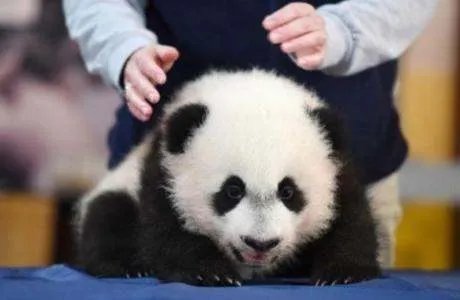 对于美国孟菲斯动物园熊猫瘦骨嶙峋这件事,动物园是如何回应的?