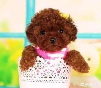 茶杯犬长不大吗?