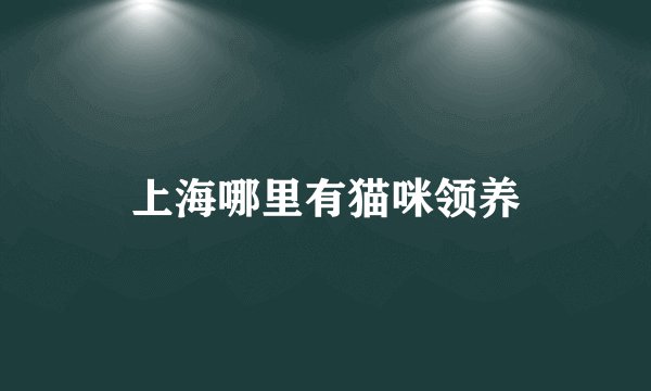 上海哪里有猫咪领养