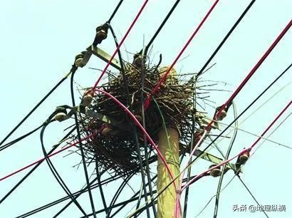 过去鸟筑巢都是在树上,为什么现在都在高压线铁塔上筑巢?