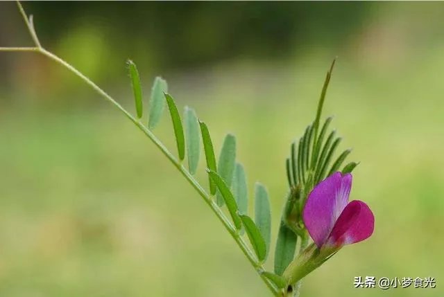 野豌豆到底有没有毒,能不能当菜吃,有吃过的朋友吗?怎么吃比较好?