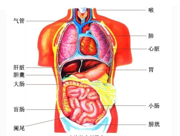 人体内脏图