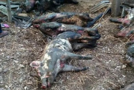 张家界一养猪场起火150头猪被烤焦,导致起火的原因是什么?
