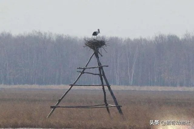 过去鸟筑巢都是在树上,为什么现在都在高压线铁塔上筑巢?