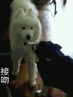 萨摩耶太蠢了
