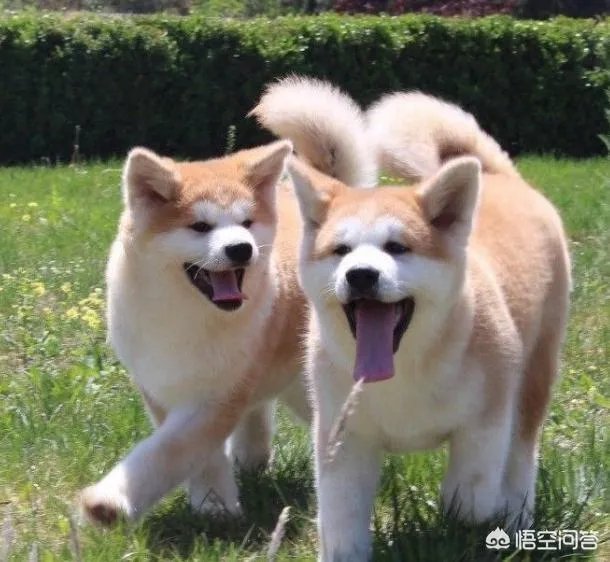秋田犬价格为什么那么昂贵?