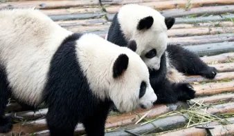 大熊猫热情跟游客击掌互动的场景是怎样的?