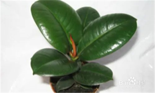 黑金刚的养殖方法