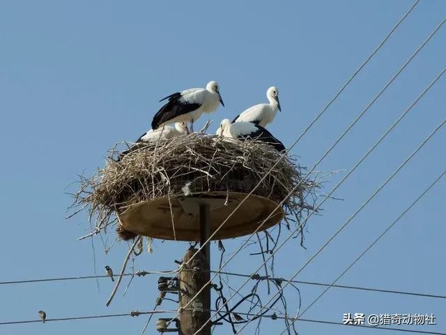 过去鸟筑巢都是在树上,为什么现在都在高压线铁塔上筑巢?
