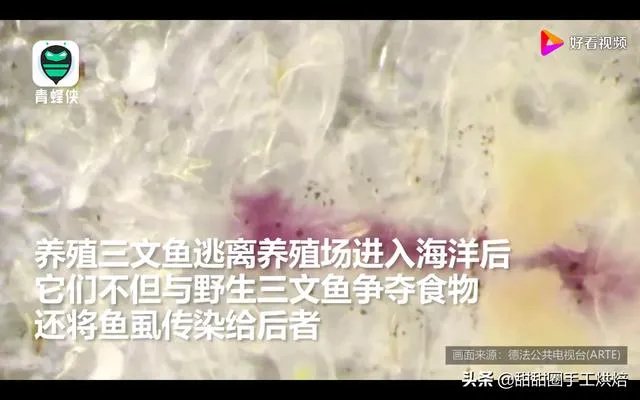 各地纷纷下架三文鱼,现在三文鱼还能吃吗?