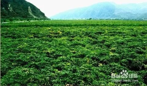 农业种植什么项目前景好挣钱多