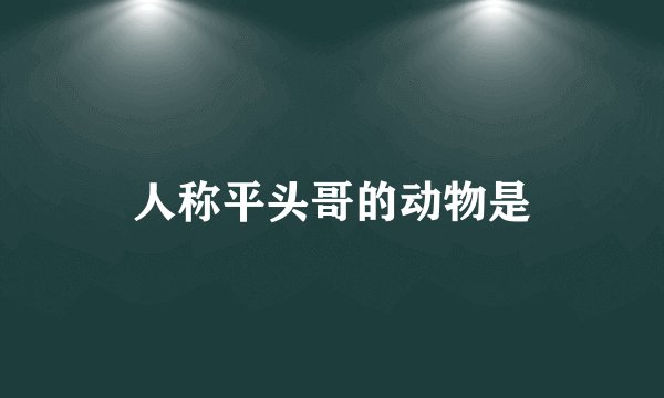 人称平头哥的动物是