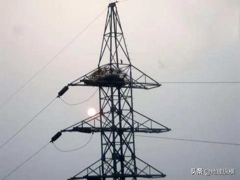 过去鸟筑巢都是在树上,为什么现在都在高压线铁塔上筑巢?