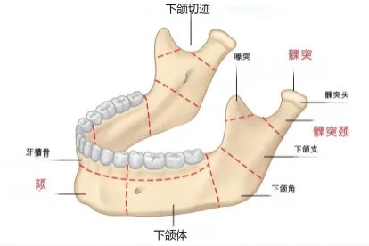 下颌和下颏图片区别