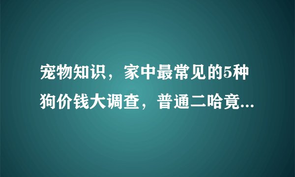 宠物知识，家中最常见的5种狗价钱大调查，普通二哈竟然这么便宜