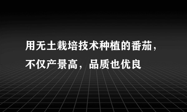 用无土栽培技术种植的番茄,不仅产景高,品质也优良