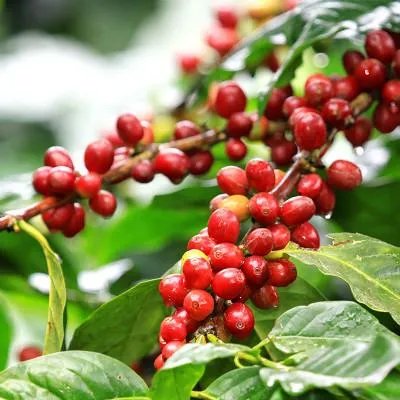 碧生源常润茶好吗?不建议长期服用?