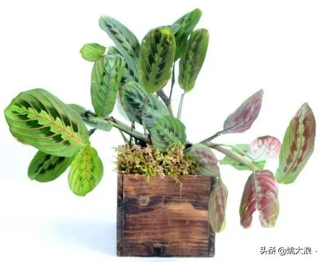 在水里养的花有哪些几种适合在水里养的花?