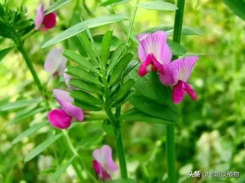 野豌豆到底有没有毒,能不能当菜吃,有吃过的朋友吗?怎么吃比较好?