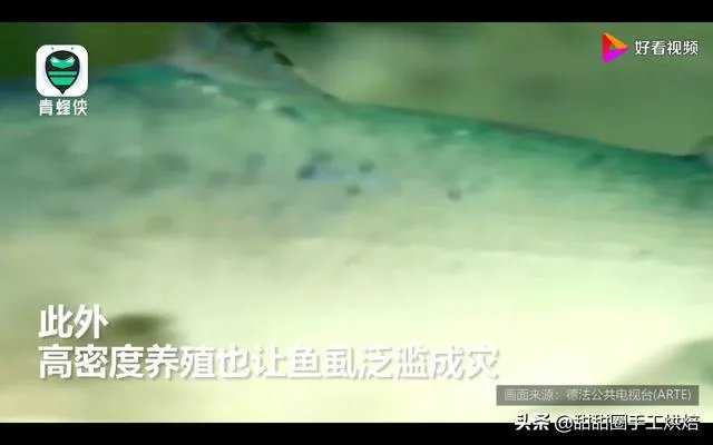 各地纷纷下架三文鱼,现在三文鱼还能吃吗?