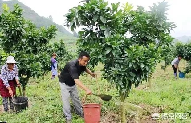 果树,需要叶面肥吗?