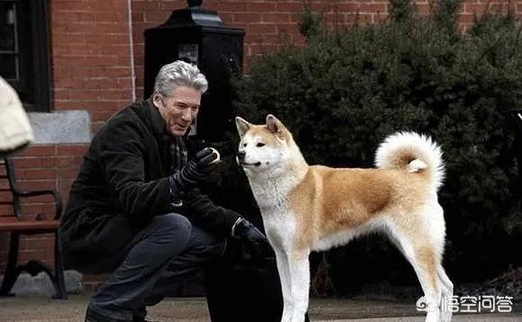 秋田犬价格为什么那么昂贵?