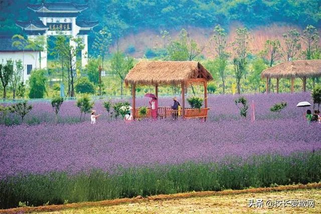 休闲农庄如何变身农业旅游景区?