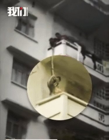 老人用绳吊7岁孙子下楼救猫，同是生命做法值得吗？