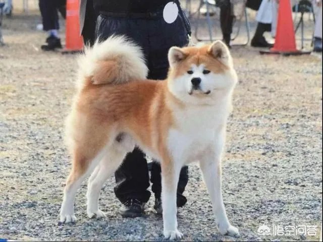 秋田犬价格为什么那么昂贵?