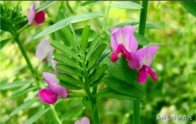 野豌豆到底有没有毒,能不能当菜吃,有吃过的朋友吗?怎么吃比较好?