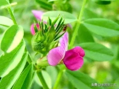 野豌豆到底有没有毒,能不能当菜吃,有吃过的朋友吗?怎么吃比较好?