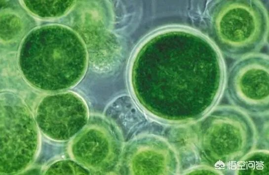 人类要真正移民火星要多久?