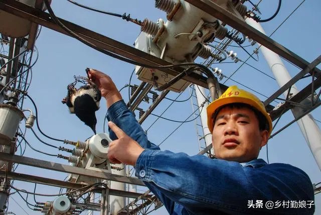 过去鸟筑巢都是在树上,为什么现在都在高压线铁塔上筑巢?