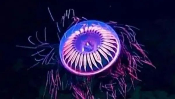 潜水员在深海发现烟花水母,这种水母为何会发光?