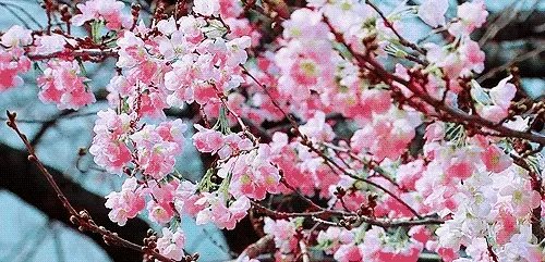 上联：春风春雨绿春柳，如何对下联？