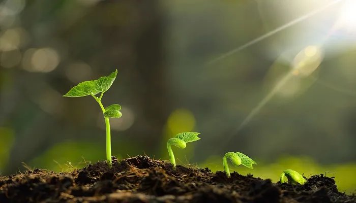 羽叶鬼针草是什么 鬼针草是什么草