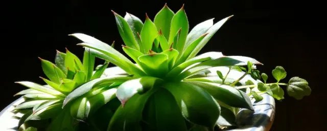 观音莲开花吗