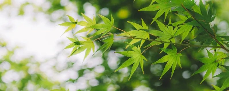 羽叶鬼针草是什么 鬼针草是什么草