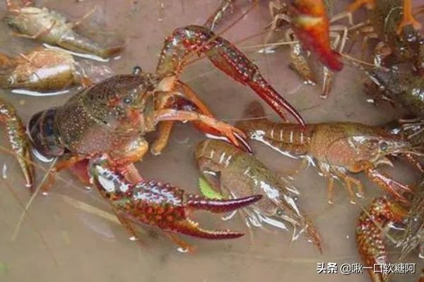 龙虾的养殖技术?