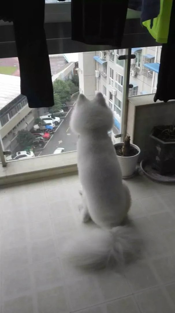 萨摩耶太蠢了