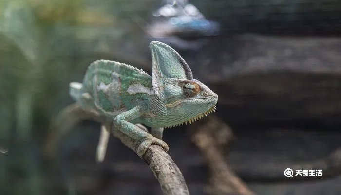 变色龙比喻人什么意思
