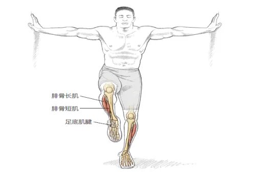 腓骨长肌腱位置图
