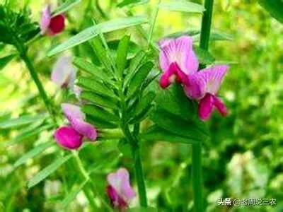 野豌豆到底有没有毒,能不能当菜吃,有吃过的朋友吗?怎么吃比较好?