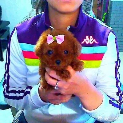茶杯犬长不大吗？